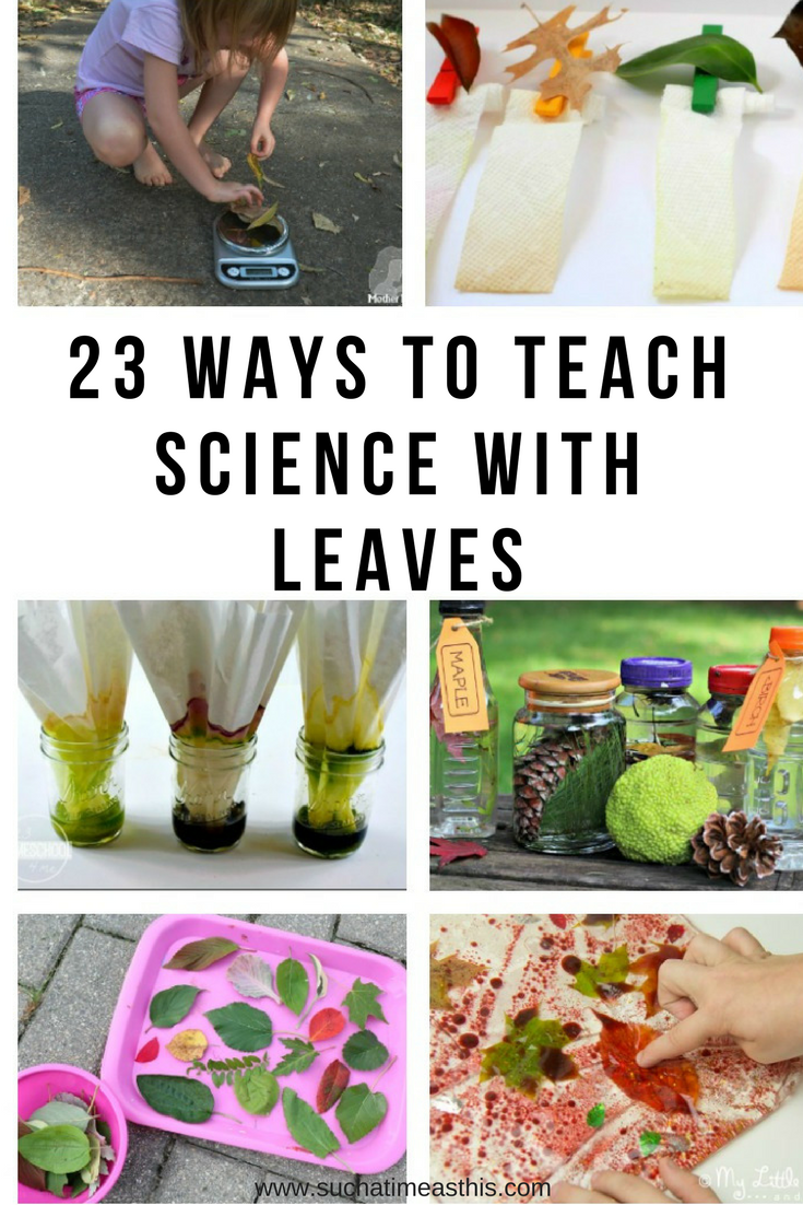 teach science with leaves